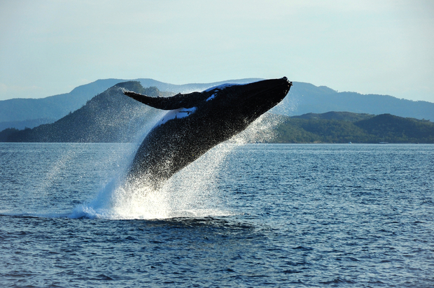 一头座头鲸冲出昆士兰海岸，