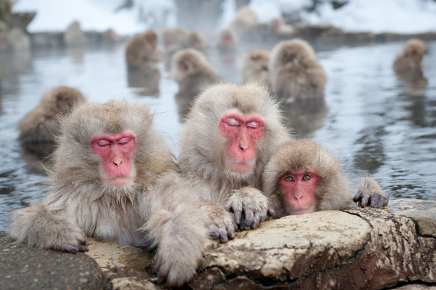 日本雪猴在一个天然温泉，在鸡冈达尼公园。