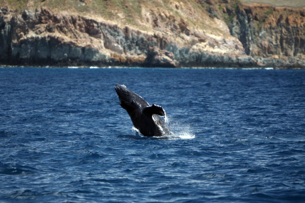 Revillagigedos群岛在Socorro岛附近违反年轻座头鲸