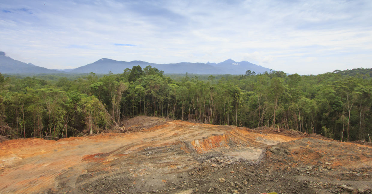 森林砍伐：马来西亚婆罗洲热带雨林被人类破坏的伤痕累累的土地