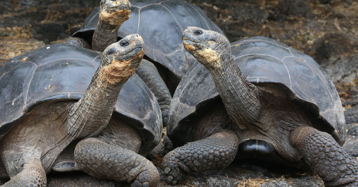 加拉帕戈斯群岛上的三只巨龟