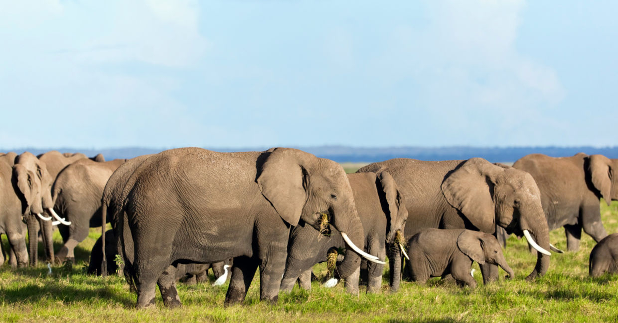 一群非洲大象