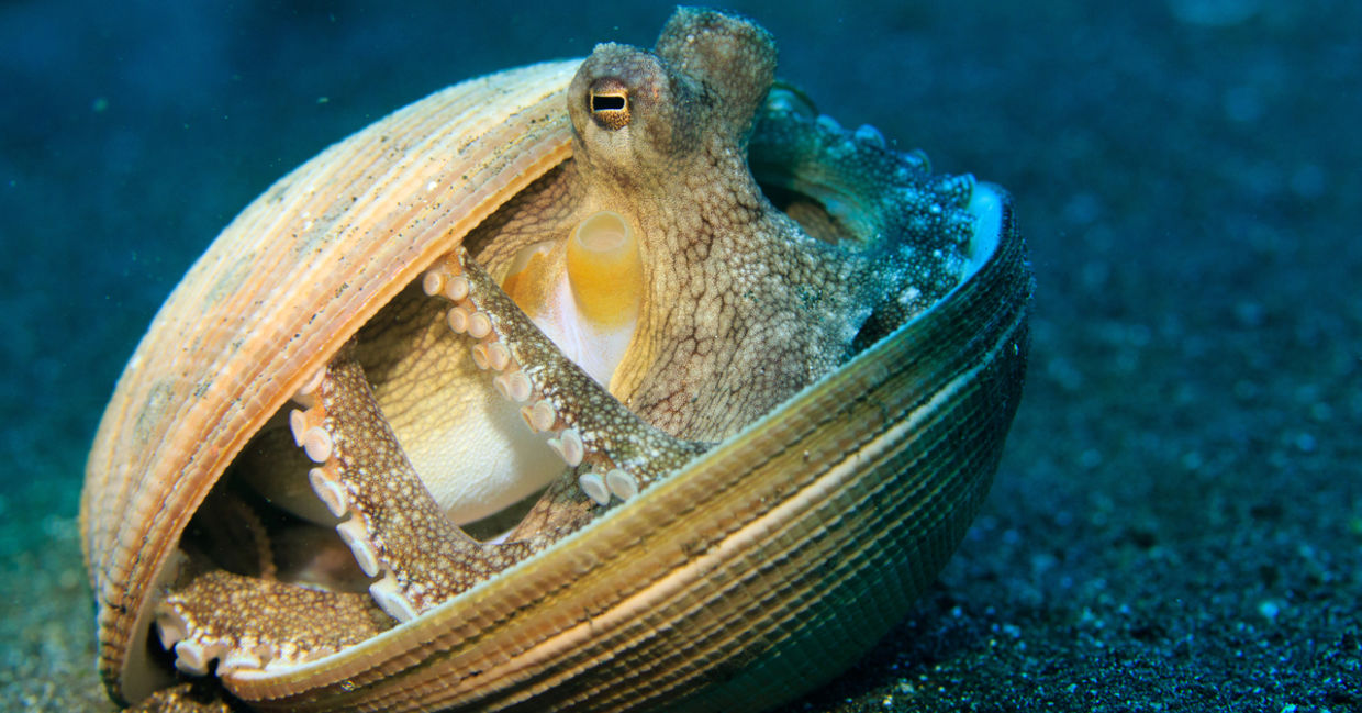使用壳作为庇护所的章鱼