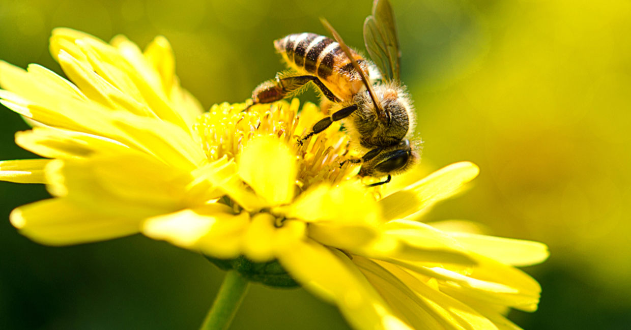 一只蜜蜂在花上。