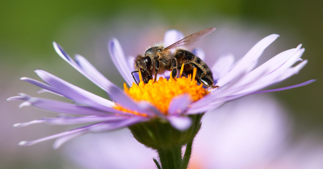 蜂粉化一朵花的蜂。