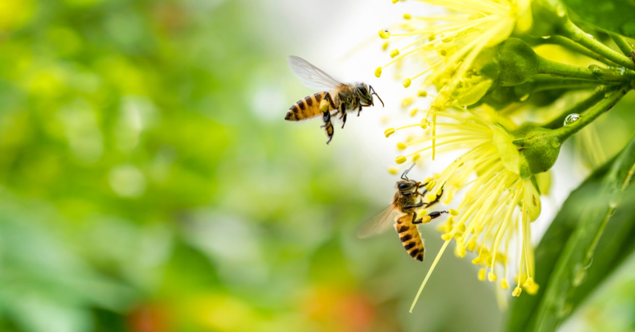 蜜蜂飞行和授粉黄花