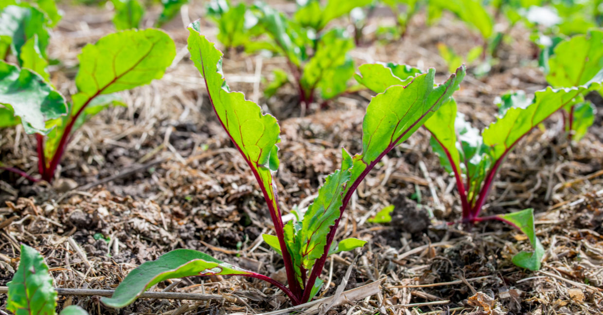 甜菜生长在土壤顶部有割草覆盖物的土壤中。