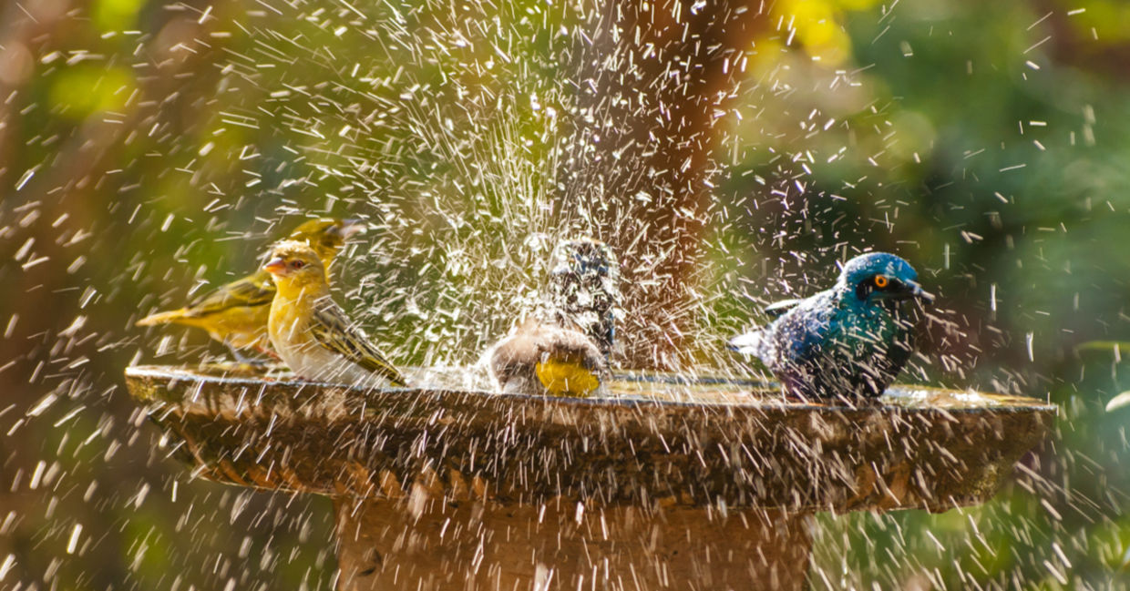 鸟儿在花园里的鸟浴中溅起水花。