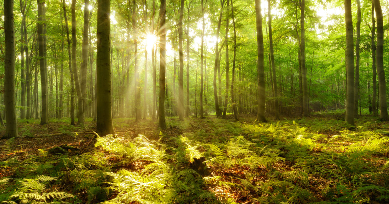 阳光过滤通过森林。