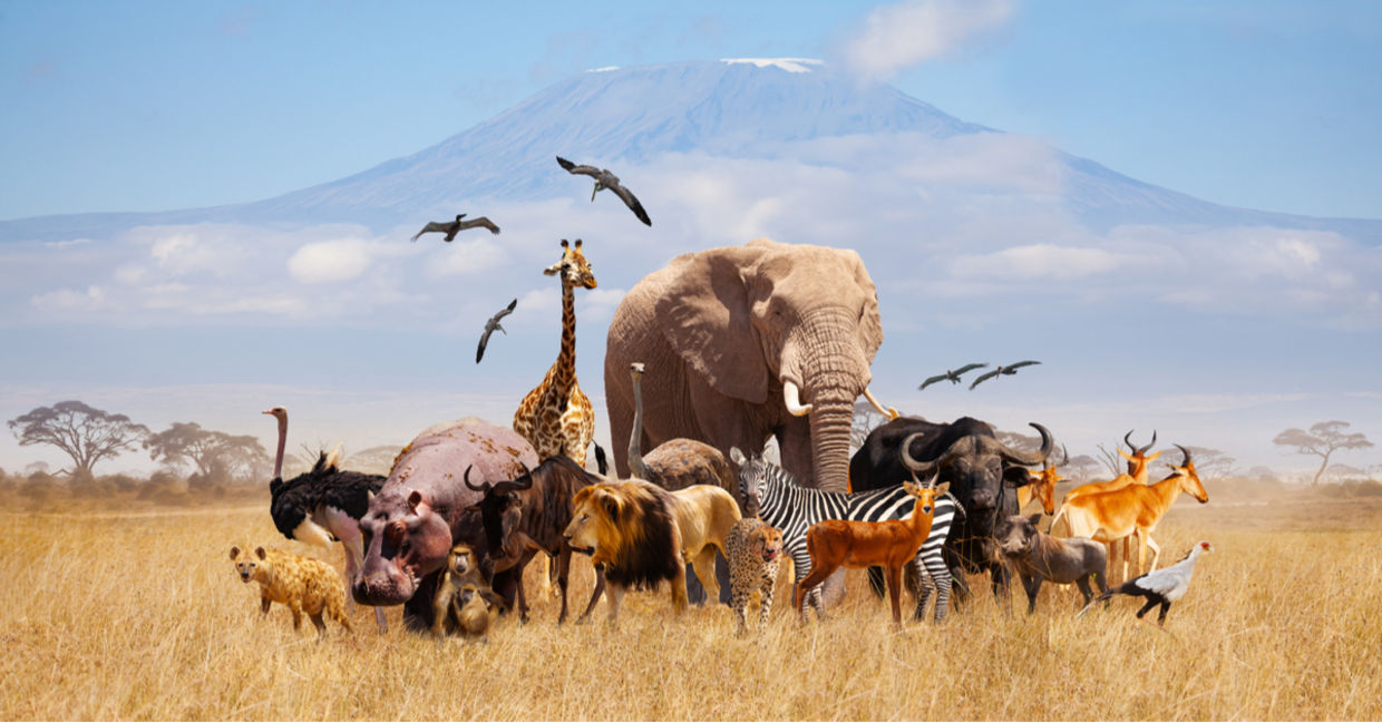 非洲的野生动物。