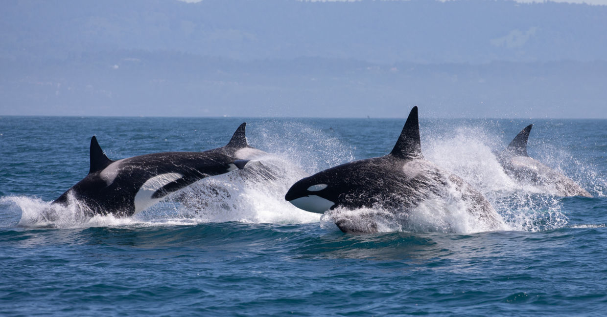 虎鲸在一个受保护的海洋空间。