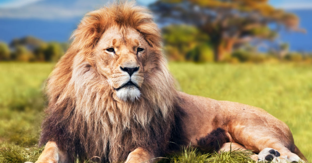 这个雄伟的狮子的栖息地是守恒的。