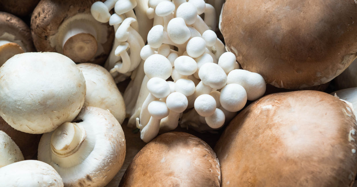 所有这些蘑菇品种都有健康益处。