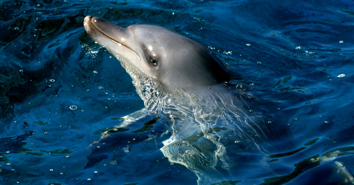 印度洋宽吻海豚的肖像在蓝色的水