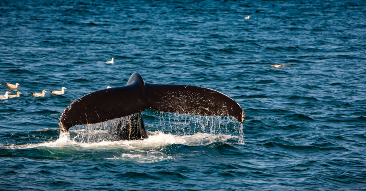 海洋右鲸的尾巴