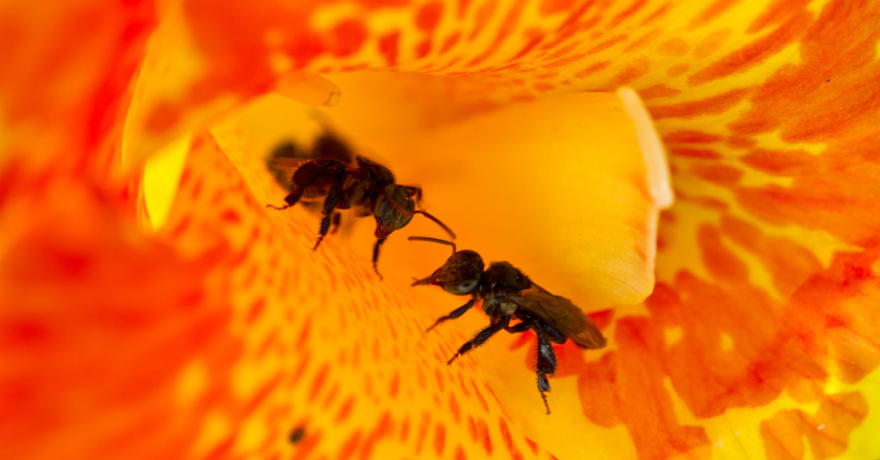 从大麻百合收集花粉的无缝的蜂。