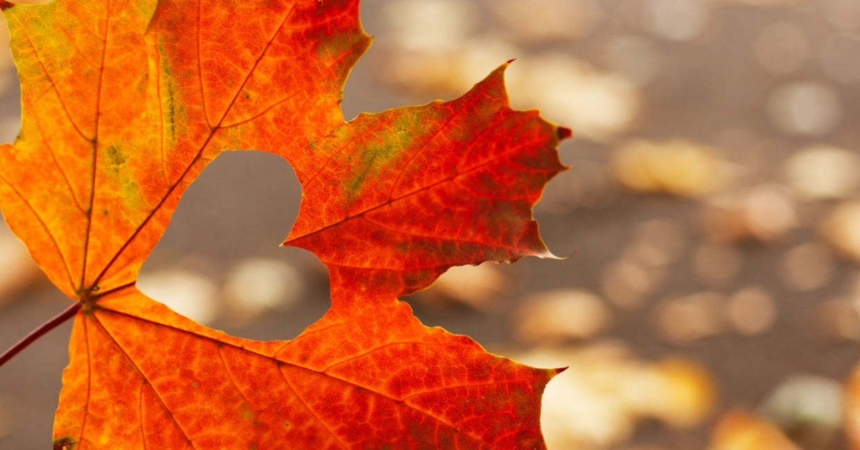 秋天的红枫叶，剪裁了心脏，这是爱和关怀感恩节的象征。
