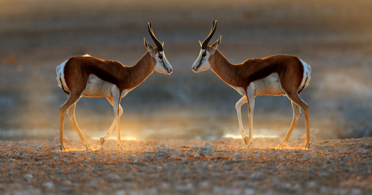 在徒步旅行队的日落看见的跳羚羚羊在纳米比亚