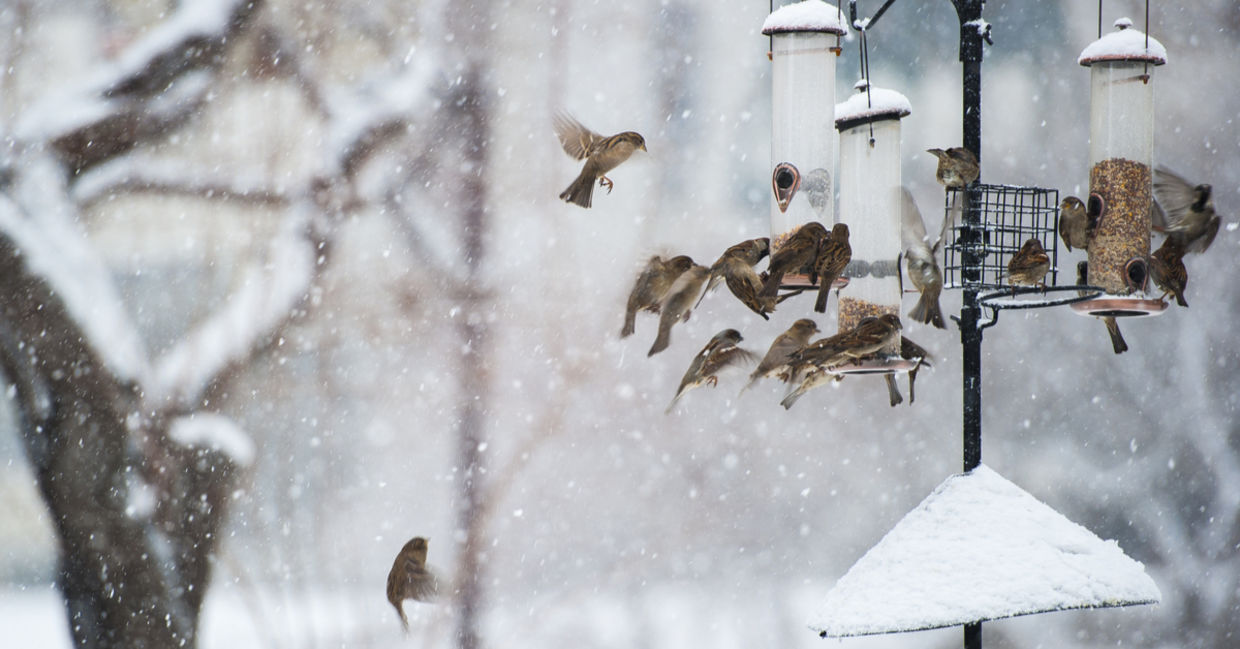 冬季鸟类涌向一个雪饲养员，上面有自制的羊脂蛋糕，这是被观鸟者所爱的景象。