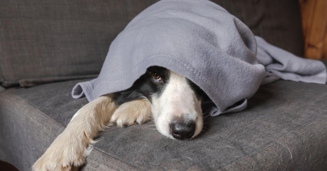 躲避寒冷的边境牧羊犬，位于毯子下。