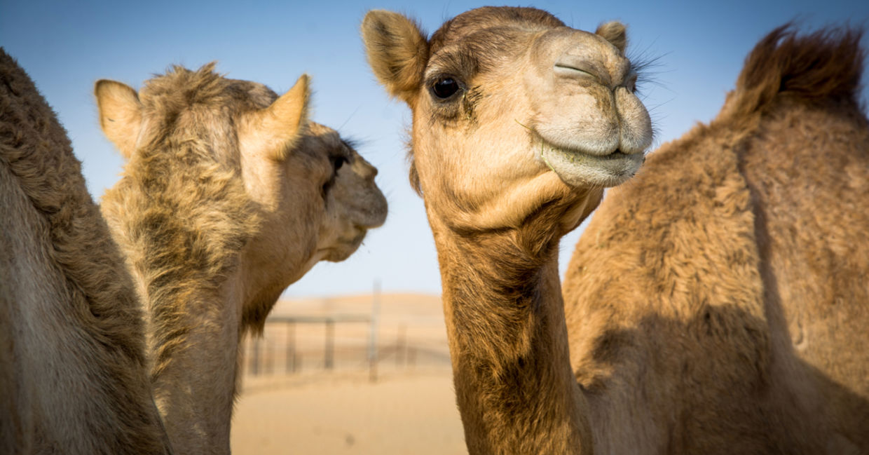阿拉伯的骆驼。
