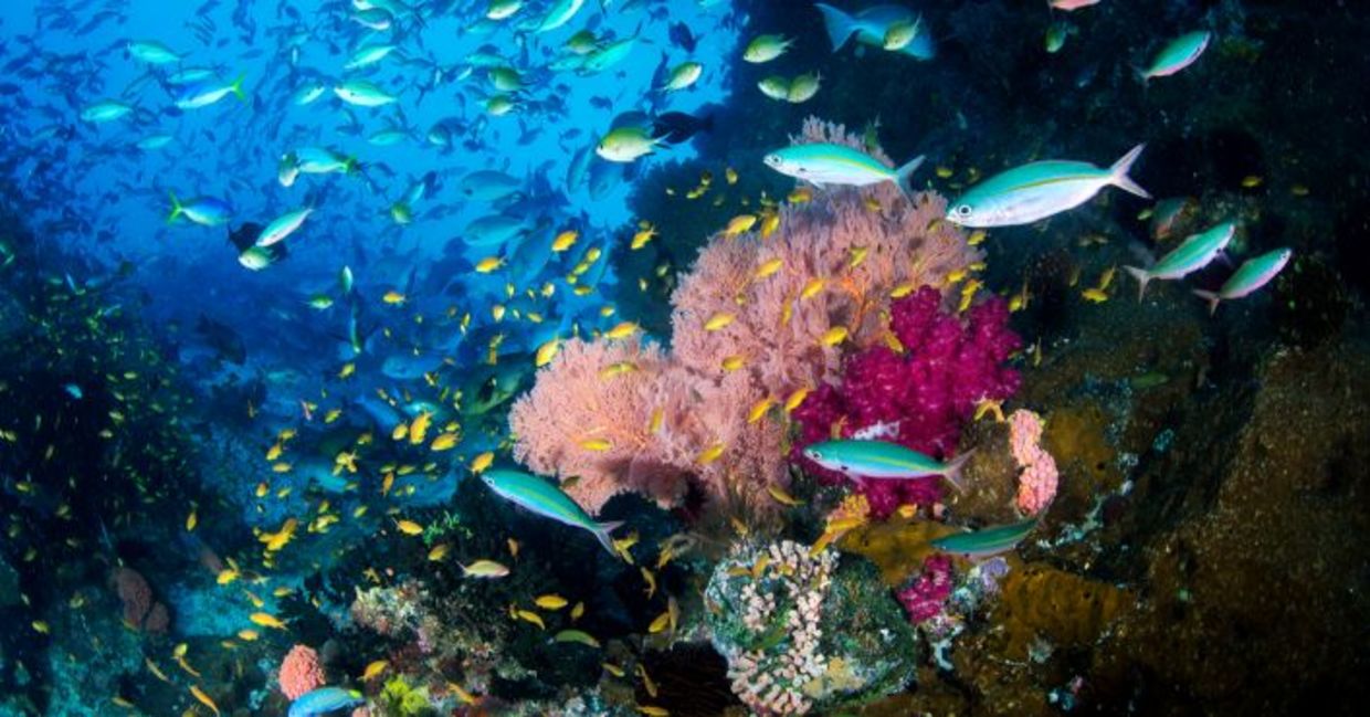 在印度尼西亚令人惊叹的Raja Ampat珊瑚礁。