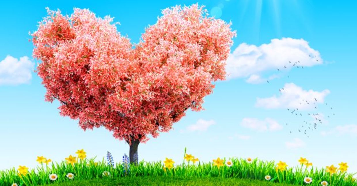 绿色的草和树春花的心脏的形状代表给予别人帮助。