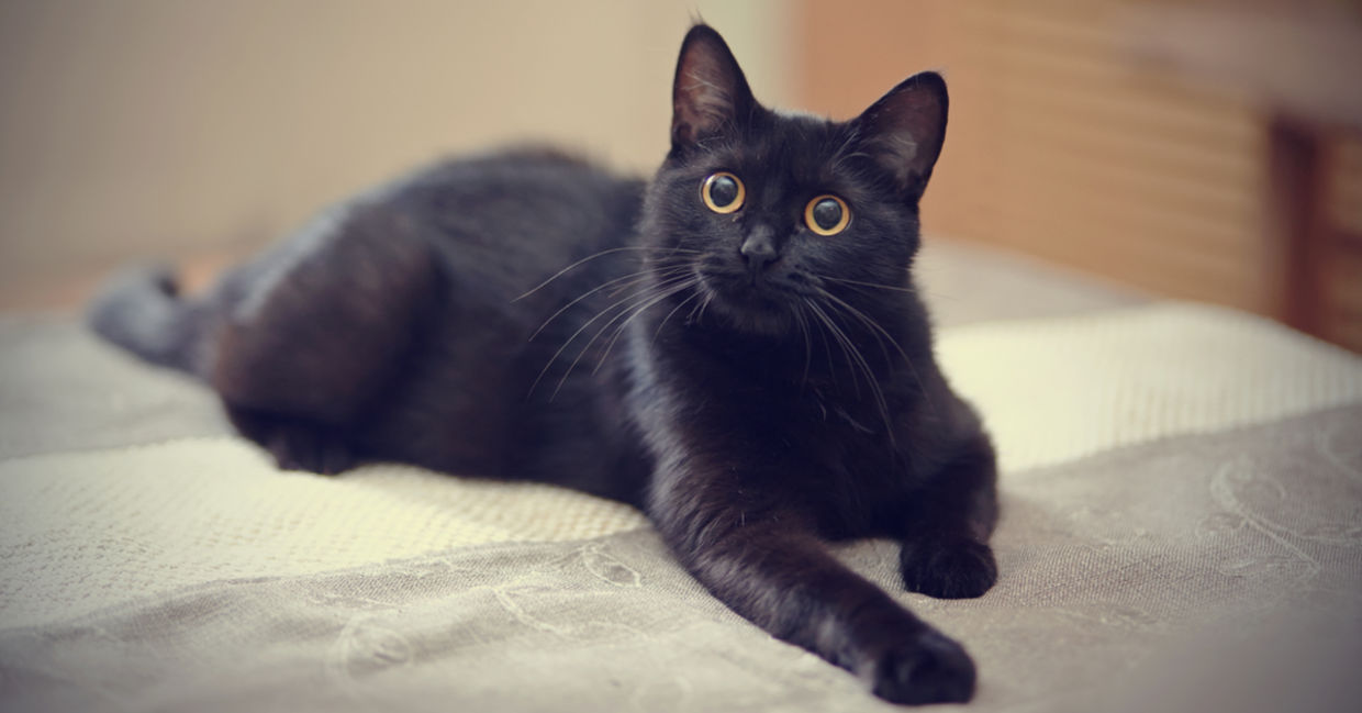 一只黑猫躺在床上。