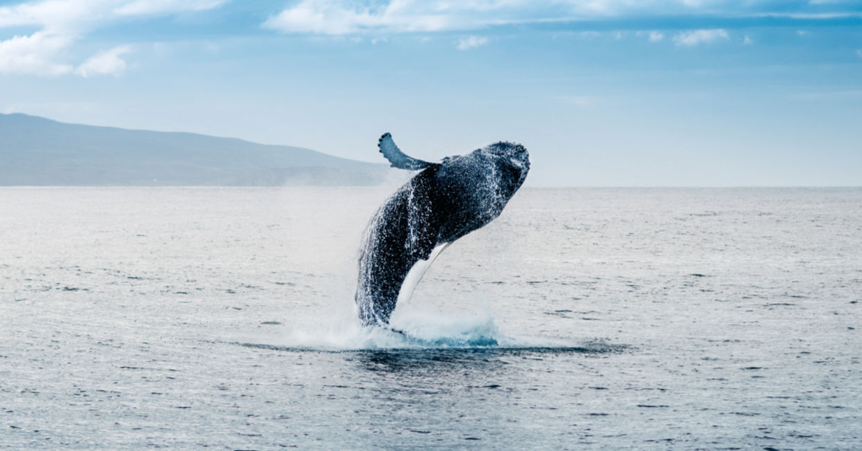 鲸鱼从冰岛跳出水域。