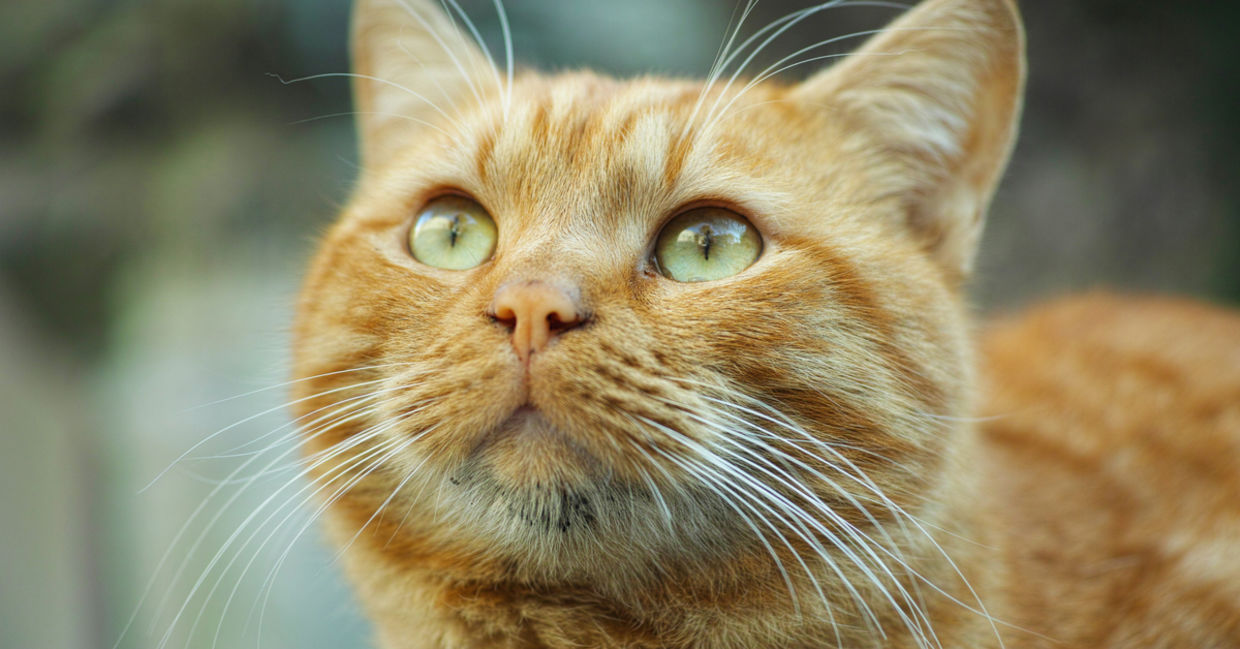 关闭查寻逗人喜爱，绿眼的姜猫。