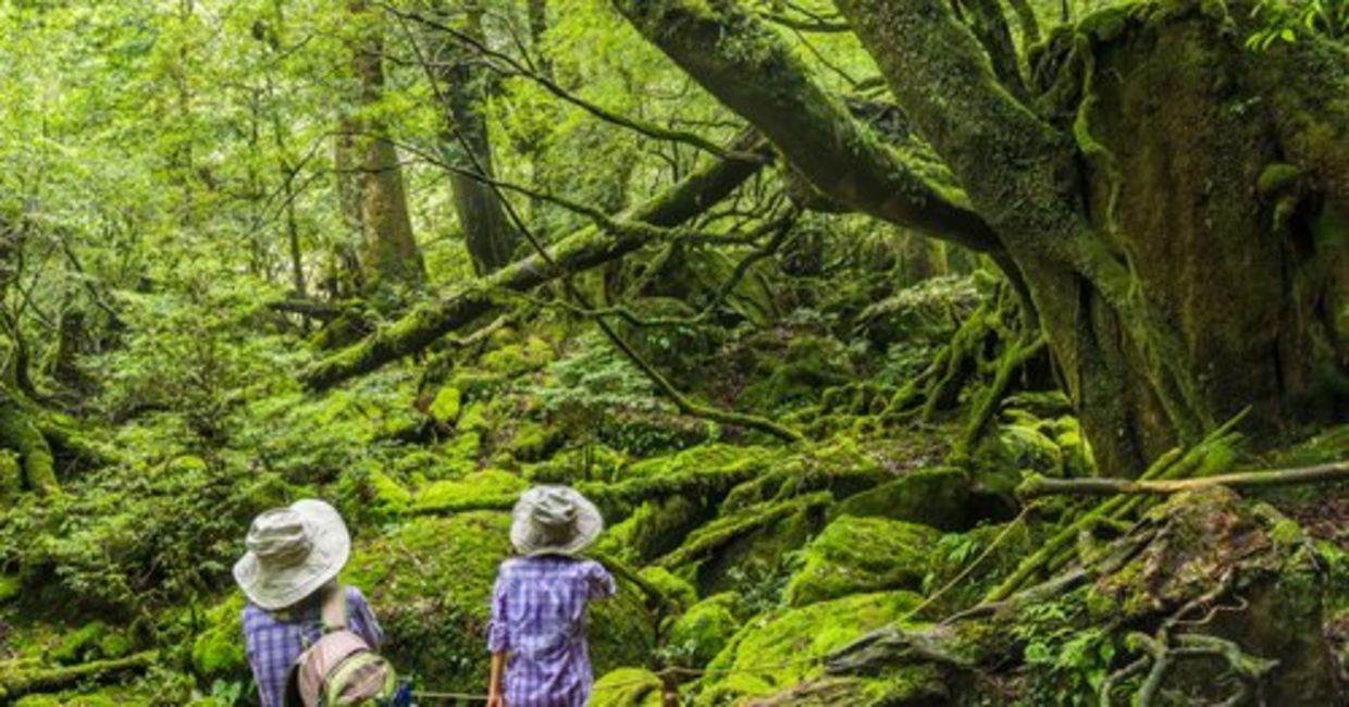 探索日本Yakushima岛上的苔藓亚热带森林。