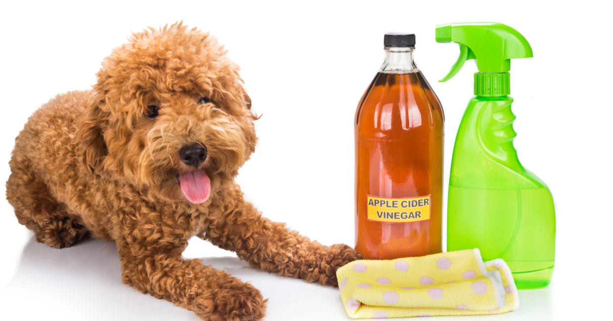 一只狗在于自然清洁产品旁边。