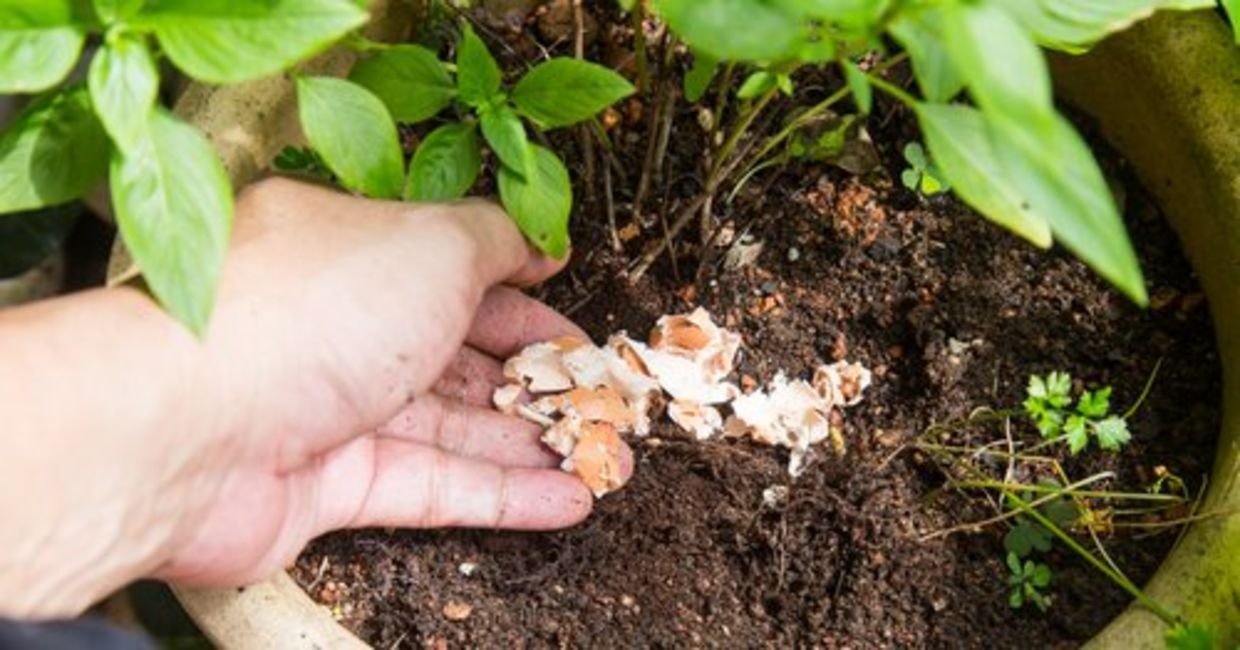 将碎蛋壳放在植物土壤中作为天然肥料。
