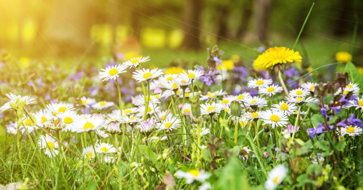 生长的雏菊和蒲公英看起来像草地，吸引了粉丝器。