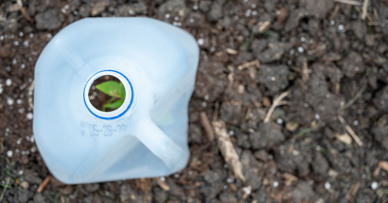 回收的塑料牛奶壶可保护嫩嫩的幼苗。
