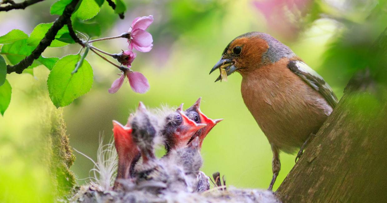 一只雄性雀科在春天的花园里喂食它的饥饿的小鸡。