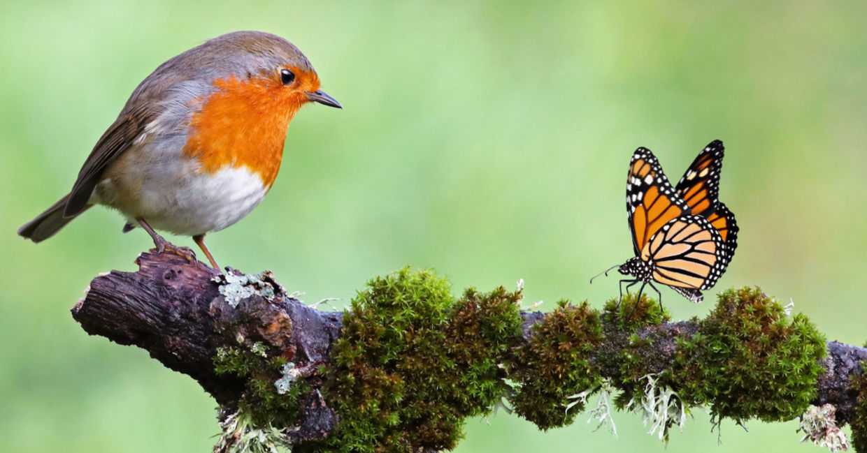 一个野生罗宾和君主蝴蝶坐在生苔树枝上，生物多样性的标志。