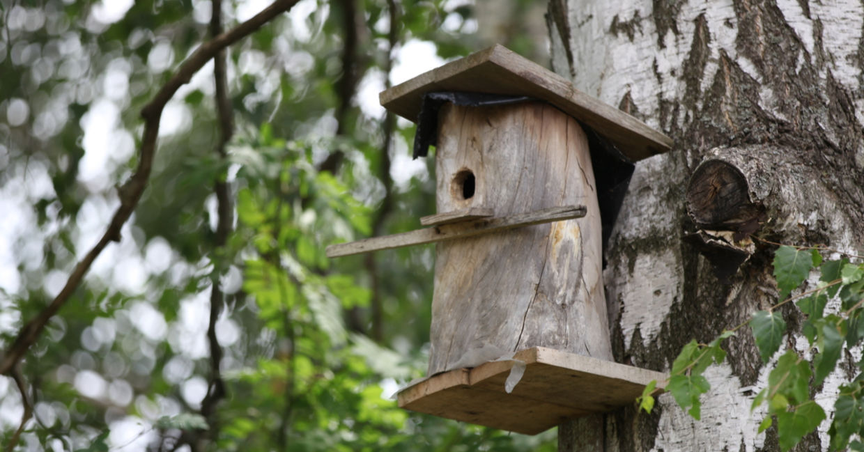 嵌套盒放在树上高，提供鸟类安全。