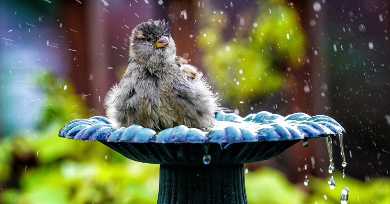一只麻雀喜欢在花园鸟浴中溅起。