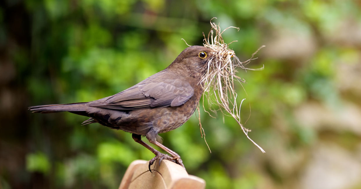 一位女性黑鸟收集从花园的嵌套材料。
