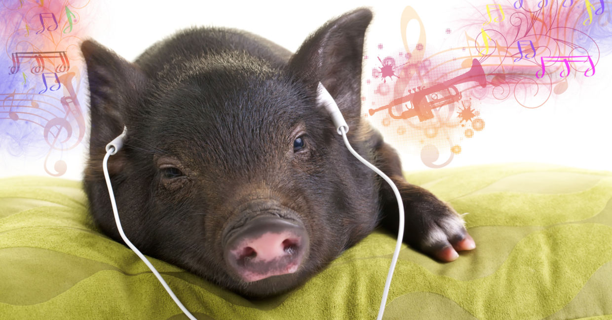 猪在听音乐时放松。