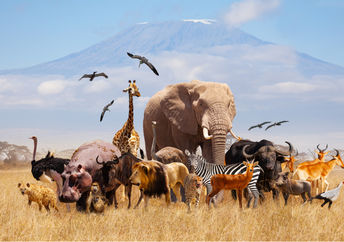 非洲的野生动物。
