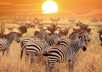 非洲日落下的斑马